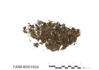 藏品(簑苔屬)的圖片